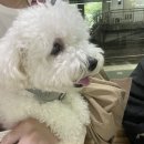 오드그루밍