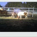 똘똘이목장3 이미지