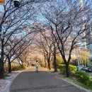 안양천 산책로 | 안양천 벚꽃 명소 &amp; 산책로 후기 | 서울 벚꽃 나들이 추천 (지기 직전의 가장 아름다운 순간)