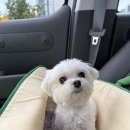 오송 봄봄 동물병원 이미지