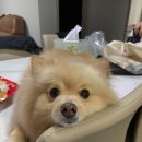 베이비숑 그루밍 이미지