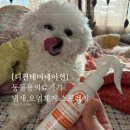 디알씨동물병원 | [동물용 의료기기 인증] 무독성 펫 스프레이로 집안 냄새·오염 해결! 디컨테미네이션 후기