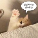 떡붕 이미지