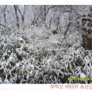 1월6일 태백산 눈꽃산행후기 이미지