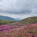 [경남 합천] 영남의 금강산이라 불리는 황매산 철쭉제, 천상을 물들인 진분홍 카페트