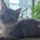 쏘쿨쏘영