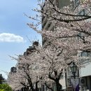 (주)스미다 | 🌸 도쿄 벚꽃 명소 2곳 정복기 – 스미다강 &amp; 신주쿠교엔에서 보낸 완벽한 봄 날
