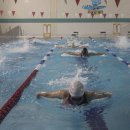 접영(butterfly stroke) 이미지