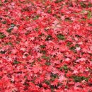 레드(Red) 이미지