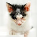 동물사랑애견샵 이미지