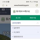 겨울 무주 향로산 자연 휴양림 숲속의 집 자작나무