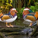 민화와 채색화 이미지