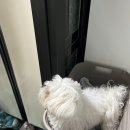 오뽐 이미지