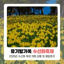 충남72바2026 | [공지] 유기방가옥 수선화 축제 2026 따끈 후기 (개화상황)