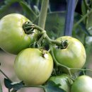 솔밭농원 이미지