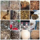 삼지구엽초건재 400그람.자연산삽주분말및 환 그리고 꿀절임 53호~! 이미지