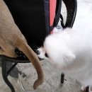 루이펫샵 이미지