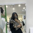 맥스펫 | 펫막스 강아지유모차매장 방문해서 낫쏘빅 네로 맥스와 아발론 투고맥스 비교 후기