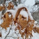 북한산 칼바위능선 - 진달래능선 산행기 이미지