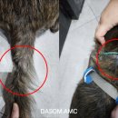 털찐강아지 이미지