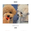 우쭈쭈플렉스 강아지 유치원 호텔 이미지