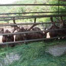 어답산농장 이미지