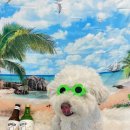 딩동댕독 이미지