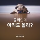인라이크 이미지