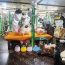 애견천사들 이미지