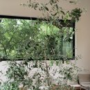 산아래토종닭 이미지