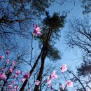 02. 파산만리 진달래