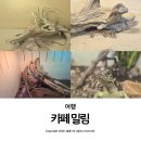용두길 | 대구 아이랑 실내 파충류 체험 가볼 만한 곳 카페 밀림 후기