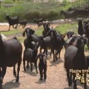 서당골흑염소 네이버블로그