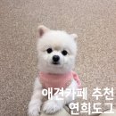 연희도그 | 애견카페 추천 강아지 천국 연희도그 ,,❤️