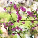 제행무상 - 아름다운 풀또기 꽃 이미지