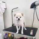 상아 이미지