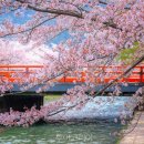 울릉벚꽃 이미지