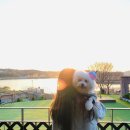 애견펜션 돌봄 이미지