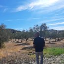 올리브 농장 이미지