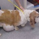 날으는 동물병원 이미지