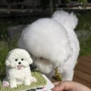 바우미우 이미지