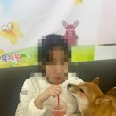 두류댕댕 이미지