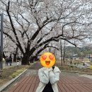 콜핑울산 - 울주군 반구대로 627 | 작천정 벚꽃축제 평일 방문후기(차량 우회 꿀팁)