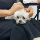 동물친구들 애견미용실 이미지