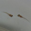 구피(guppy)
