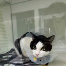 24시 에피소드 동물 메디컬 센터 이미지