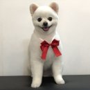 단짝 펫살롱 이미지