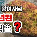 10년넘은 바위솔 보셨나요? 강원도 철원 70대 황여사 바위솔 정원 이미지