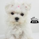 가정견1회분양 이미지