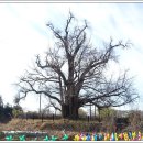 하촌할머니 이미지